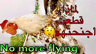 تربية الدجاج البلدي أحسن طريقة لمنع الدجاج من الطيرانhow to prevent chickens from flying