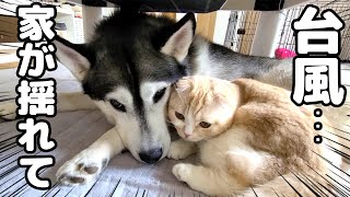 台風で家が揺れ怖くて犬と猫が一緒にこたつ下に避難しちゃいました...