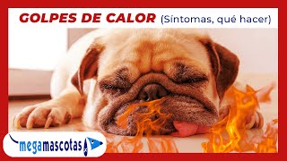 Pes De Calor En Mascotas - Síntomas Y Qué Hacer