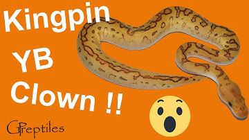 Best Clutch this season after shed! Ball Pythons!