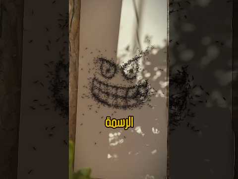 هل لورسمت بالسكر النمل رح يشكل الرسمة  رسم 