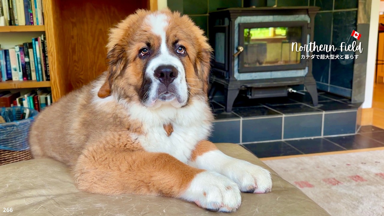 番犬 Watching My 54lb Giant Puppy Discover the World - YouTube