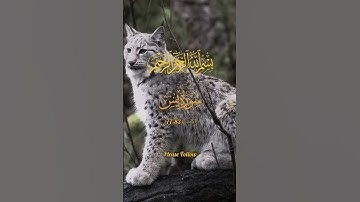 سوره یاسین آیه (77-83)