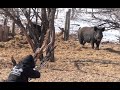 Bowhunting Wild Boar with Recurve in Saskatchewan