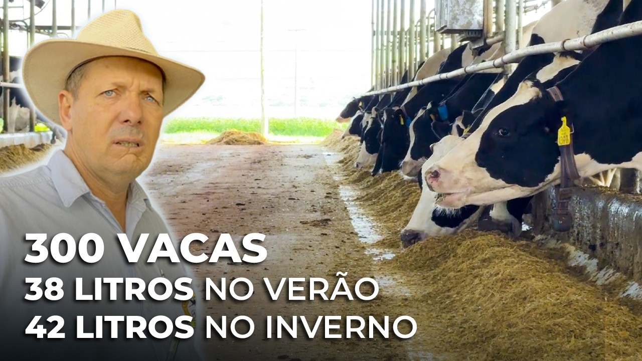 11 MIL LITROS DE LEITE POR DIA COM 300 VACAS EM SISTEMA COMPOST BARN NO PARAGUAI 🇵🇾
