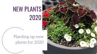 New Plants 2020 .Gardencrossings