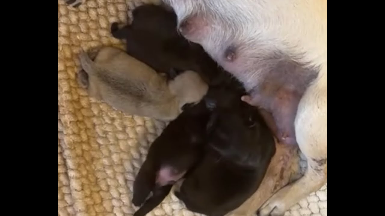 Pug Puppies Eating LIVE 🐶 Adorable Baby Pugs for Sleep & Study