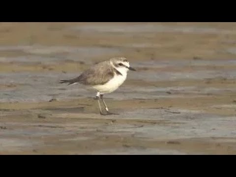 Siddharta - Narava (Saga, 2009)