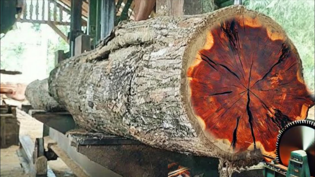 The process of sawing teak wood is the most sought after phenomenon ...
