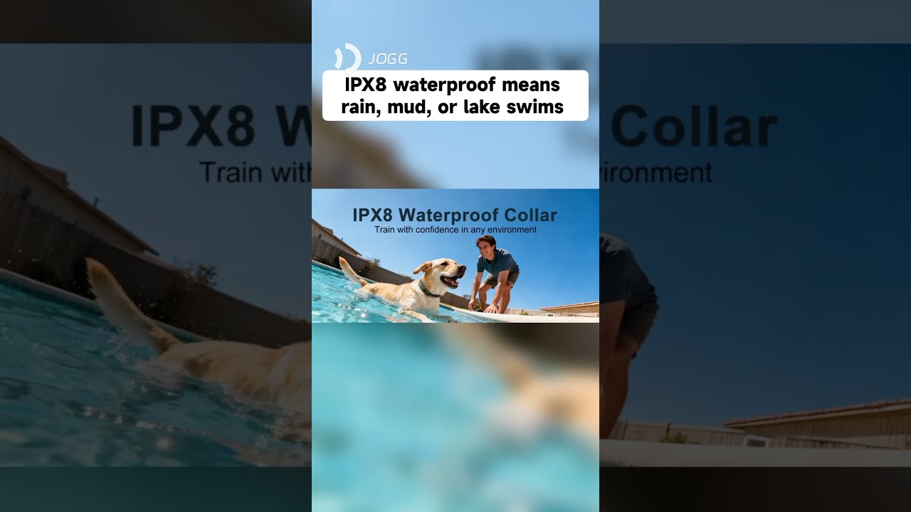 Train Your Dog from 4,500 Feet Away! 🐕⚡ 