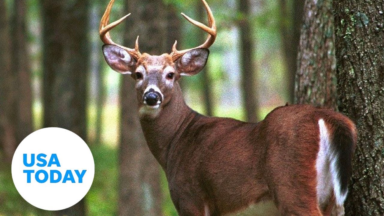 Deer kills Arkansas hunter who shot at him | USA TODAY