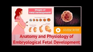 Anatomy and Physiology of Embryological Fetal Development#anatomy #physiology #completecoursefree