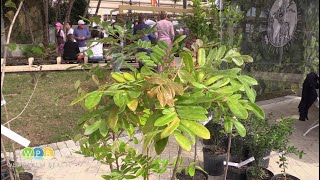 Free Tree Giveaway: Growing the City's Tree Canopy