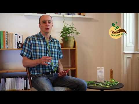 Az apróbojtorján virágos hajtása - Hölgyi tea