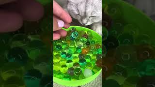 Komik Kediler - Funny Cats - 有趣的猫 Tiktok Videoları