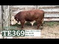 TE369 - TOURO BRAFORD GERAÇÃO 2021 FAZENDA BASSO PANCOTTE