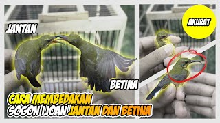 cara membedakan sogon ijoan jantan dan betina