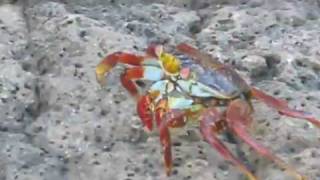 Galapagos part 2