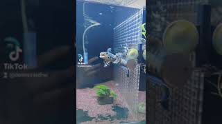 Channa Ornatipinnis Highfin