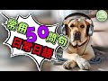 【日常日語】輕鬆學會50個常用問句!| Ep.190