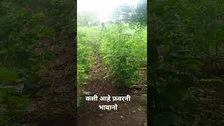 कपस पहवरन आह