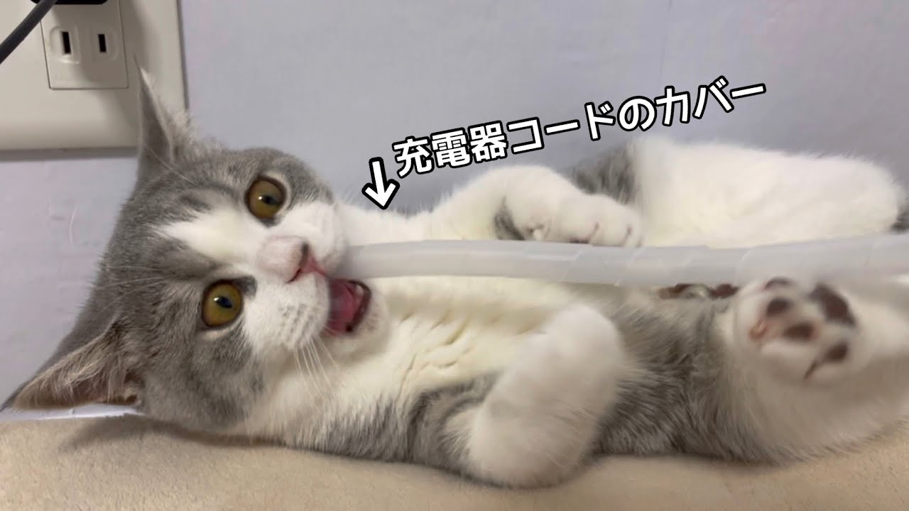 悪さ 乳歯が抜けたのにまだ噛んじゃう子猫がこちらです Youtube