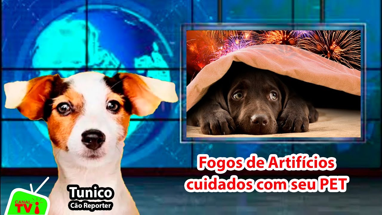 CANAL TVi Animal - Tunico - Fogos de Artifícios cuidados com seu PET