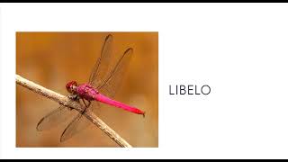 INSEKTOJ – INSETOS EM ESPERANTO