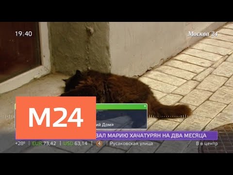 За котом Бегемотом теперь будут следить с помощью GPS - Москва 24