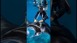 Manta Ray POV: Shipwreck se Treasure Cave tak Deep Ocean Exploration”