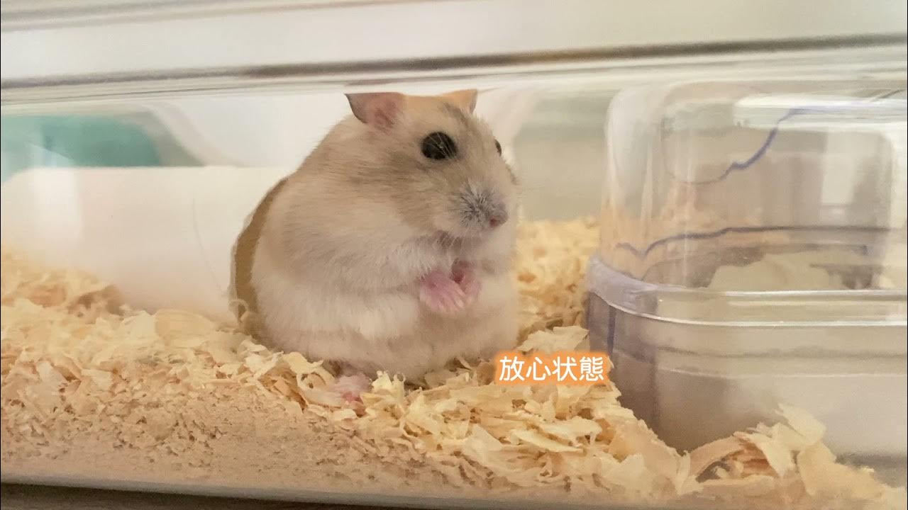 【ハムスター】夏も近づいてきた!夏野菜で元気いっぱい、初めてのきゅうりに挑戦! - MaxresDefault 【ハムスター】夏も近づいてきた!夏野菜で元気いっぱい、初めてのきゅうりに挑戦! - MaxresDefault