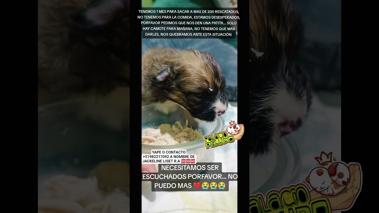 ⚠️⚠️⚠️TENEMOS 1 MES PARA SACAR A MAS DE 200 RESCATADOS DE DONDE ESTAN Y NO TENEMOS PARA LA COMIDA⚠️