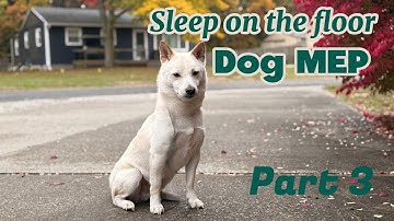 Sleep on the floor dog MEP 3/9 open