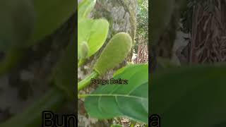 Bunga Nangka Jantan & Betina