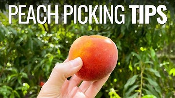 Are Your Peaches Ready to Pick? Tips for Perfect Timing