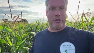 Tips and advice on growing forage maize in the UK