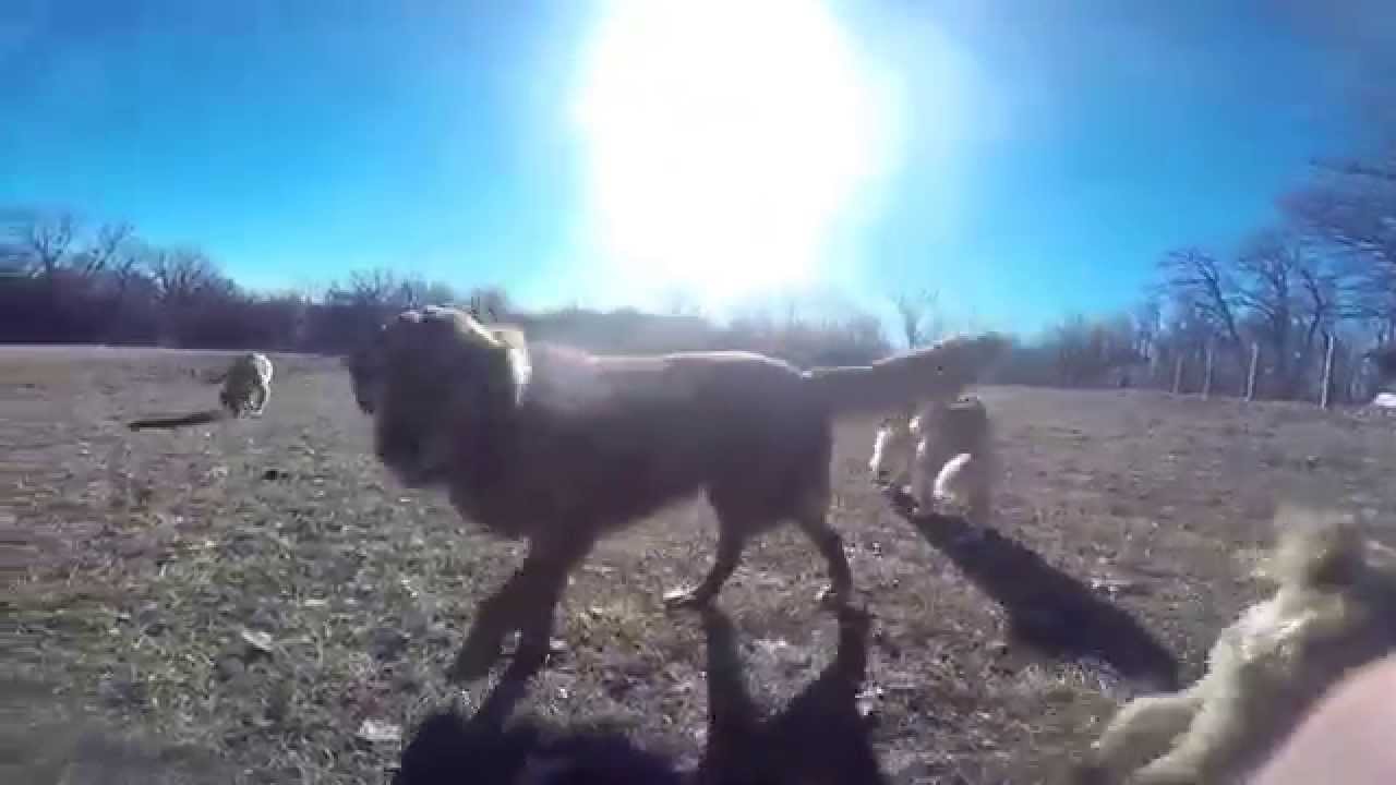 Celebrity Kennels January 16, 2015 YouTube