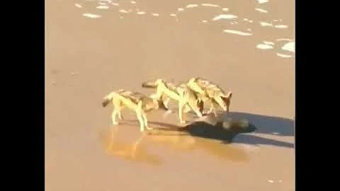 Морской котик спасается от хищников