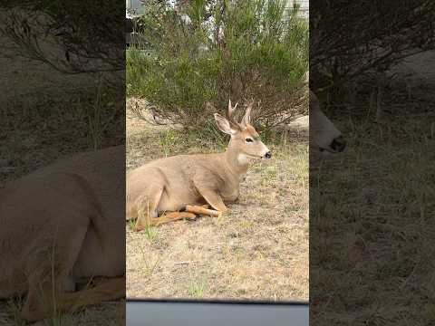 Lil forked horn Buck      