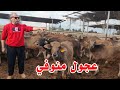٩ عجول شعاري بتمن بقرتين اسهل مشروع وافضل استثمار لأي حد معندوش خبره في المواشي 