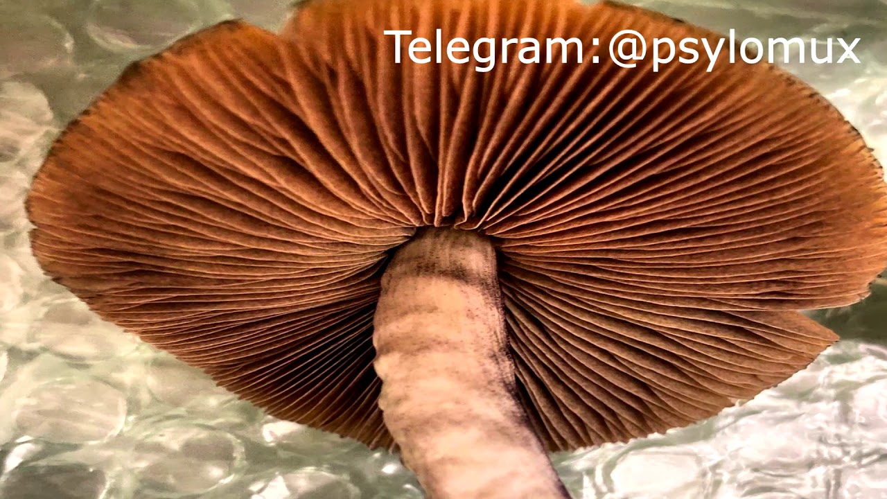 «ГАЛЛЮЦИНОГЕННЫЕ ГРИБЫ».КУПИТЬ МУХОМОРЫ И СПОРЫ ПСИЛОЦИБИНОВЫХ ГРИБОВ ...