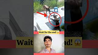 #shorts #Dogs #CutePets #FunnyAnimals #Reaction