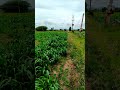 #nature# palleturu @bheemavaram .