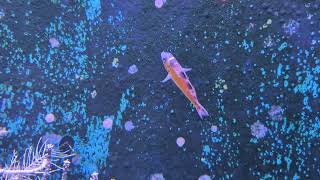 Tobacco Basslet Splash