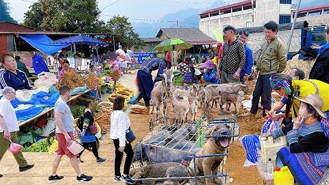 Chợ Phiên Cốc Ly – Điểm Hẹn Buôn Bán Dê, Lợn và Thảo Dược Của Người Vùng Cao