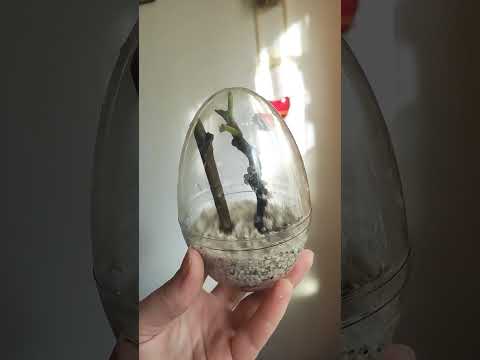 ИНЖИР. Укоренение черенков