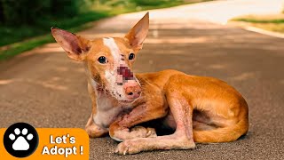 Homeless Dog Found by the Road with Severe Face injuries! I Have Never seen Anything like This!