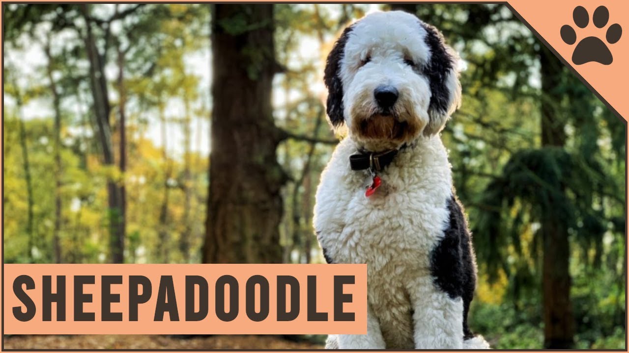 Mini Sheepadoodles - American Doodles - Dallas Doodle Ranch - Texas Doodles  For Sale - Sheepadoodle - Bernedoodle