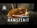 Hamsterit ja prrset  hamsterit lajiesittelyss