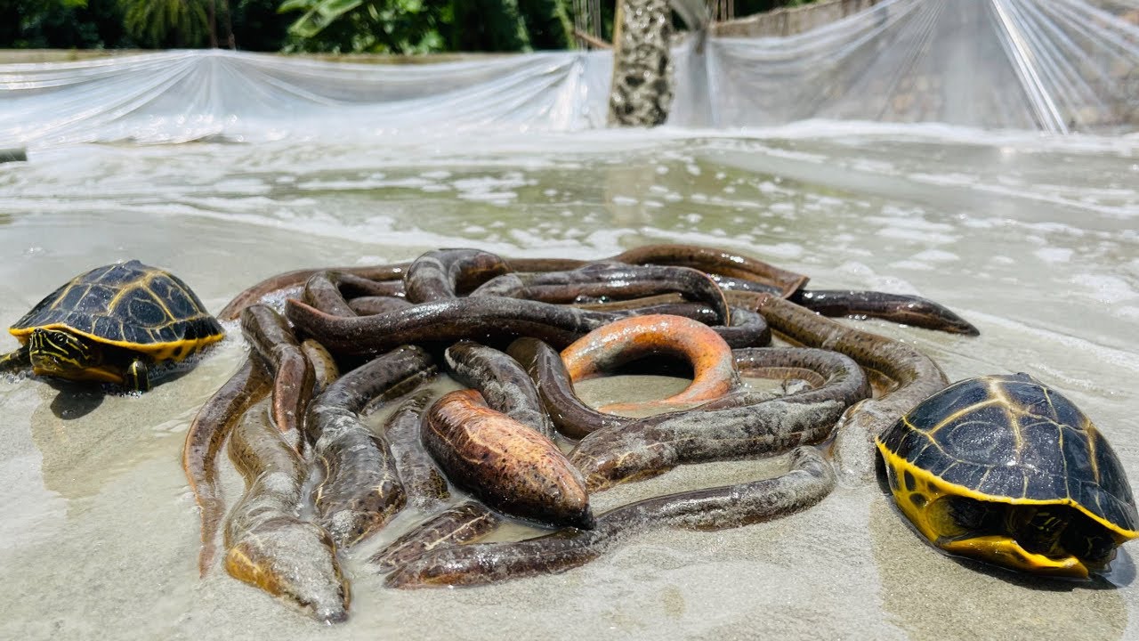 eel fish vs turtle | yellow monster eel fish catching & yellow turtle ...